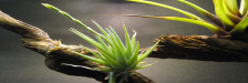 Tillandsia Forum