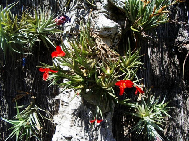 tillandsia albertiana k