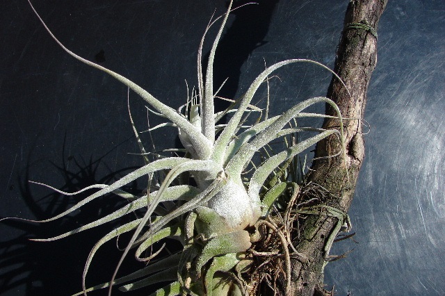 T. ehlersiana k