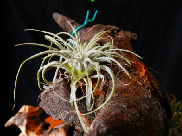 T.ionantha fa zeberina k4