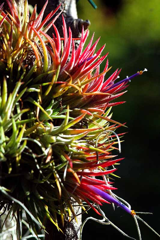 T.ionantha var. stricta f. fastigiata k5