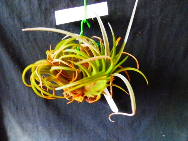 T.ionantha x fasciculata k3